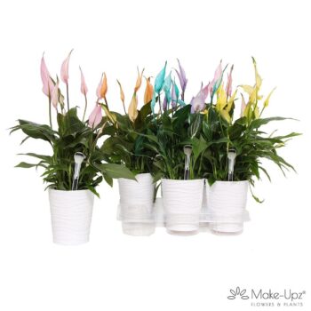 Spathiphyllum 13 cm Bellini Make Upz mix in Wave keramiek
