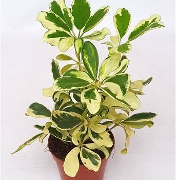 Schefflera ar.'Ivory'