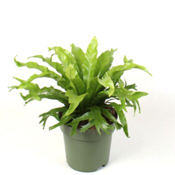 Asplenium nidus Crissie