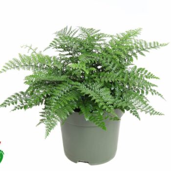 Asplenium Parvati P27