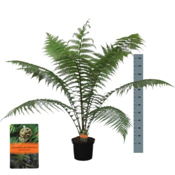 Dicksonia Antarctica (Tasmanian Tree Fern)