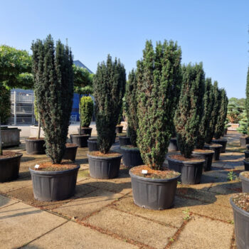 Taxus baccata 'Pirat'