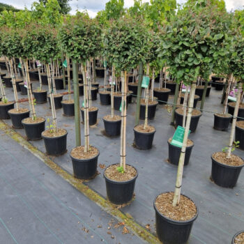 Syringa meyeri 'Dark Purple' ®