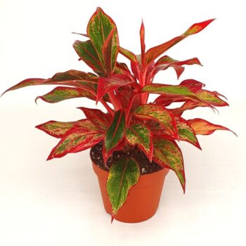 Aglaonema 'Crete'