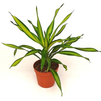 Draceana derm. 'Riki'