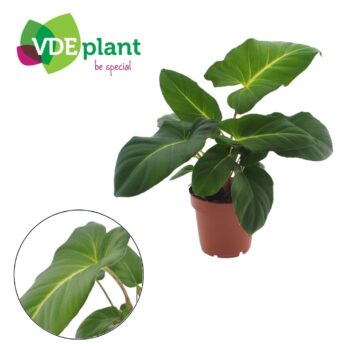 Adelonema Crinipes 12cm