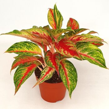 Aglaonema 'Siam Violet'