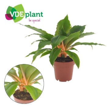 Chlorophytum Fire Flash 12cm