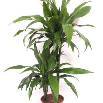 Dracaena Janet Craig 45-15
