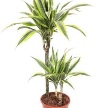 Dracaena Lemon Lime 45-15