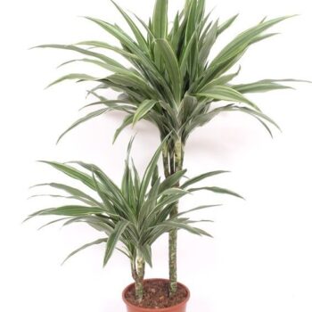 Dracaena Warneckei 45-15