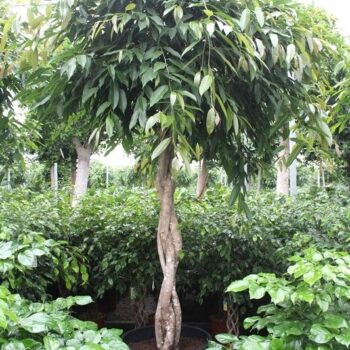 Ficus Amstel King