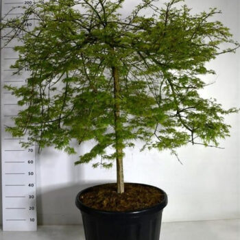 Acer pal. 'Emerald Lace'