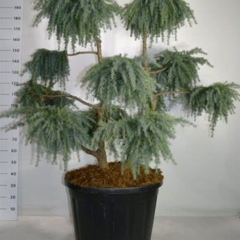 Cedrus deod. 'Feelin' Blue'