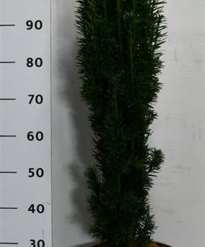 Taxus b. 'Fastigiata Robusta'