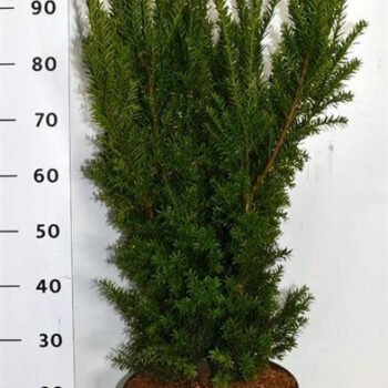Taxus media 'Hillii'