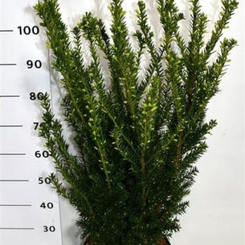 Taxus media 'Hillii'