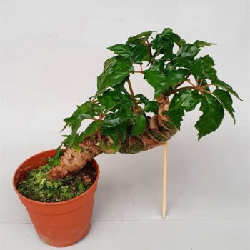 Begonia carolineifolia 'Highlander'