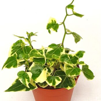 Senecio macroglossus Variegata