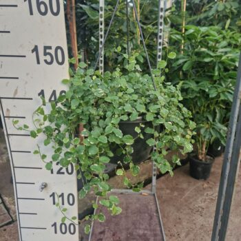 Ficus Pumila 'White Sunny' hangplant