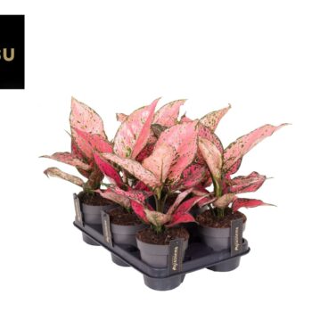 Aglaonema Spicy Pink