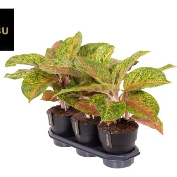 Aglaonema Grand Boquet