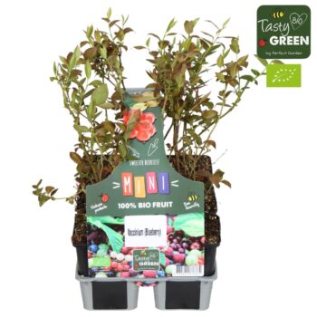 Vaccinium mix 6-pack bio P9