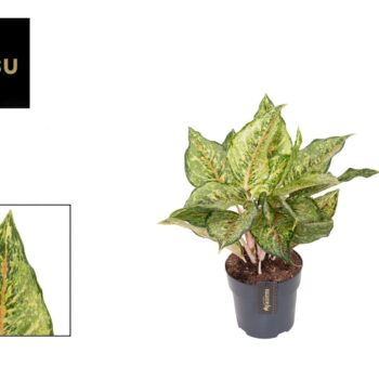 Aglaonema Pistachio Pink