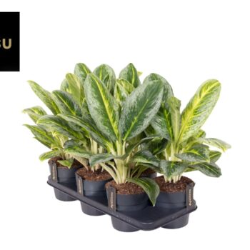 Aglaonema Bitter Lemon