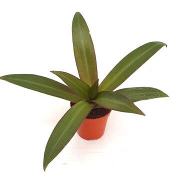 Tradescantia sitara groen