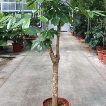 Schefflera actinophylla 'Amate’