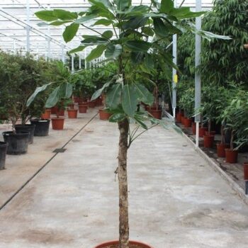 Schefflera actinophylla 'Amate’