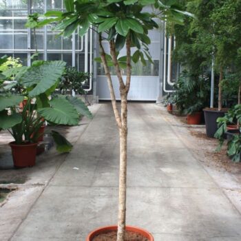 Schefflera actinophylla 'Amate’