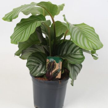 Calathea Orbifolia 21 cm