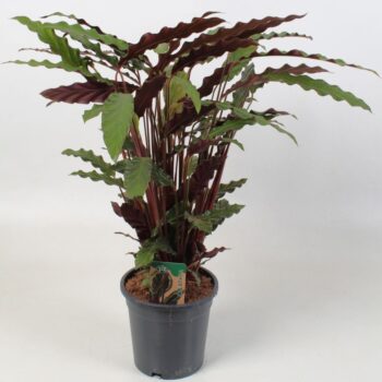 Calathea Rufibarbara 21 cm