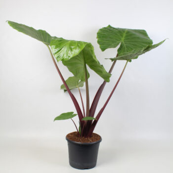 Alocasia Imperial red 21 cm
