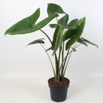 Alocasia zebrina 21 cm 2 stek