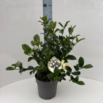 Gardenia jasminoides Double Diamonds