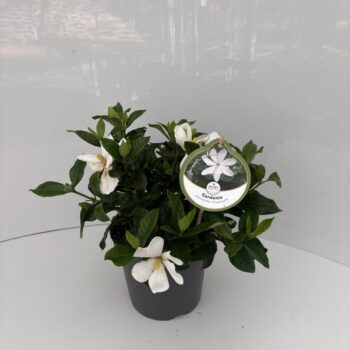 Gardenia jasminoides 'Fool Proof