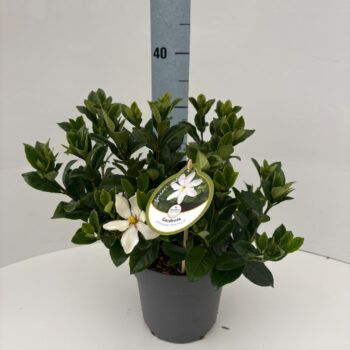 Gardenia jasminoides Pinwheel