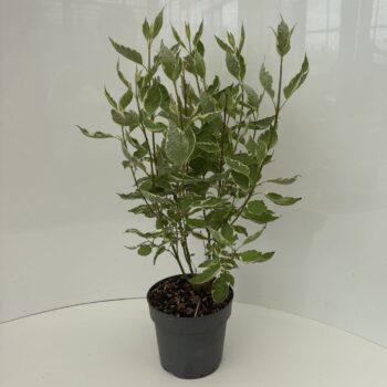 Cornus alba 'Elegantissima'