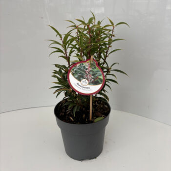 Sarcococca hookeriana 'Purple Stem'