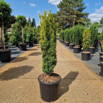 Taxus baccata 'Fast. David'