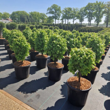 Carpinus betulus 'Monumentalis'