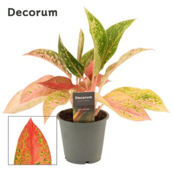 Aglaonema Prestige 12 cm (Decorum)