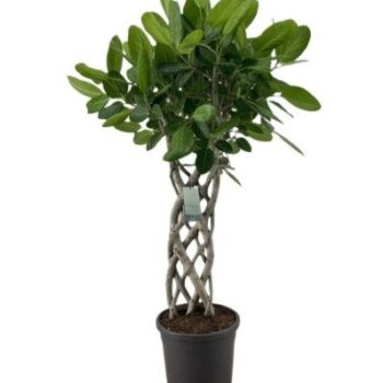 Ficus Benghalensis Audrey