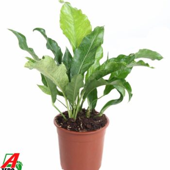 Anthurium Hookerii Variegata 2PP