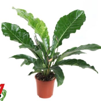 Anthurium Jungle King 2PP