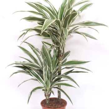 Dracaena White Stripe 45-15