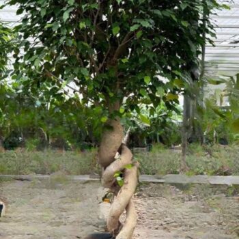 Ficus Benjamina Exotica